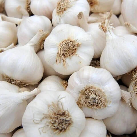 Garlic Plant Seeds 