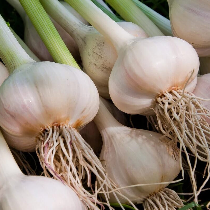 Garlic Seeds 