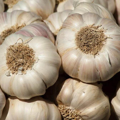 Garlic Seeds 