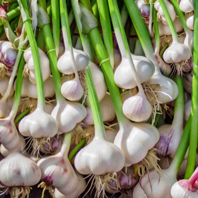 Garlic Seeds 