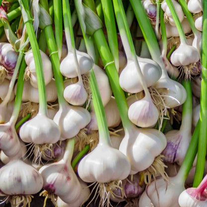 Garlic Seeds 