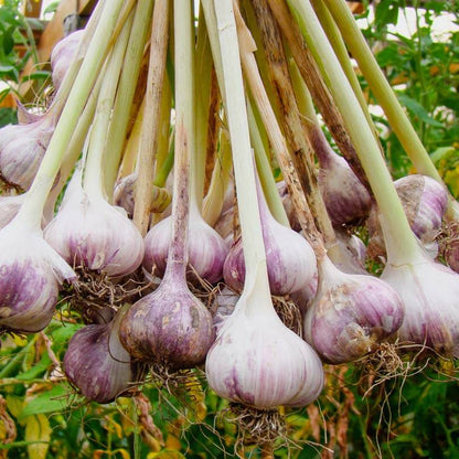 Garlic Seeds 