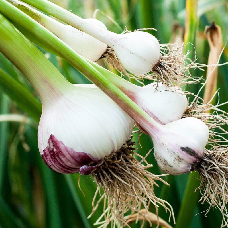 Garlic Seeds 