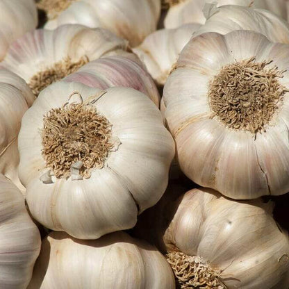 Garlic Vegetable Seeds 
