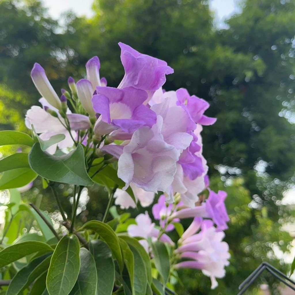Garlic Vine Flower Seeds