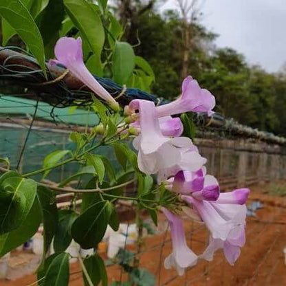 Garlic Vine Flower Seeds