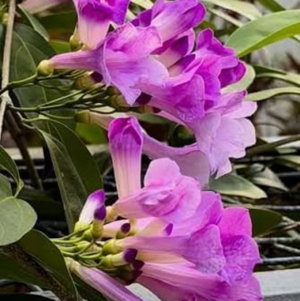 Garlic Vine Flower Seeds