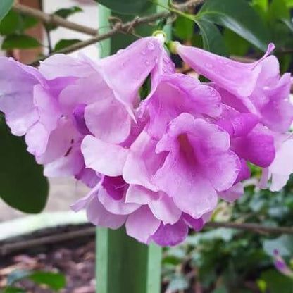 Garlic Vine Flower Seeds