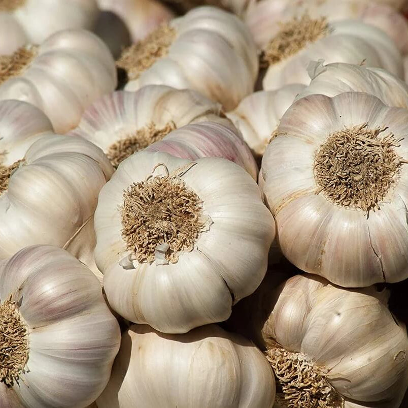 Garlic seeds - Vegetable Plant