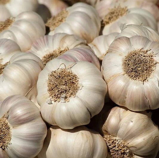 Garlic seeds - Vegetable Plant
