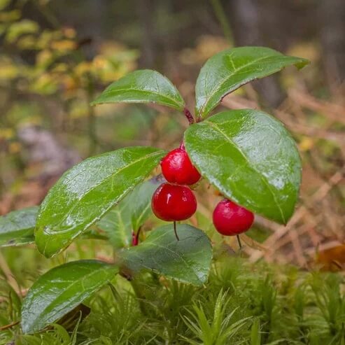 Gaultheria Procumbens Seeds - Heirloom Fruit Plant for Home Gardens
