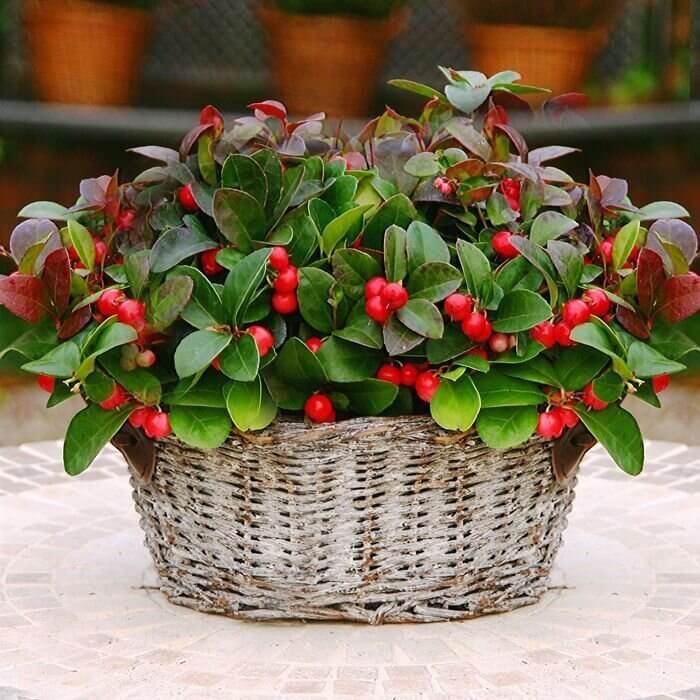 Gaultheria Procumbens Seeds - Heirloom Fruit Plant for Home Gardens