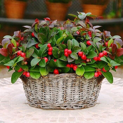 Gaultheria Procumbens Seeds - Heirloom Fruit Plant for Home Gardens
