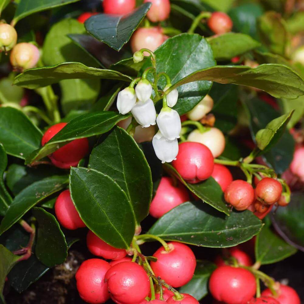 Gaultheria Procumbens Seeds - Heirloom Fruit Plant for Home Gardens