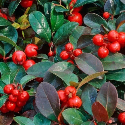 Gaultheria Procumbens Seeds - Heirloom Fruit Plant for Home Gardens