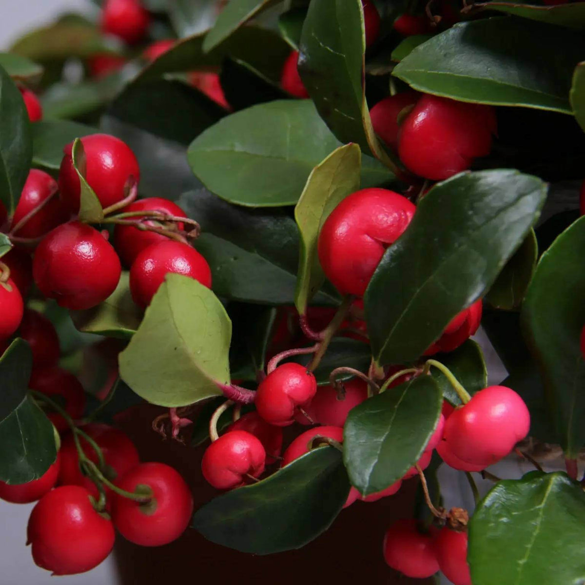 Gaultheria Procumbens Seeds - Heirloom Fruit Plant for Home Gardens