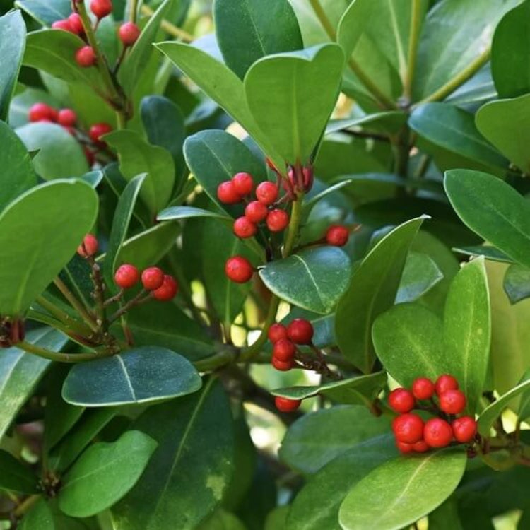 Gaultheria Procumbens Seeds - Heirloom Fruit Plant for Home Gardens