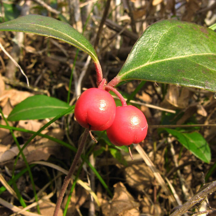 Gaultheria Procumbens Seeds - Heirloom Fruit Plant for Home Gardens