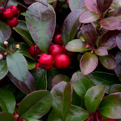 Gaultheria Procumbens Seeds - Heirloom Fruit Plant for Home Gardens