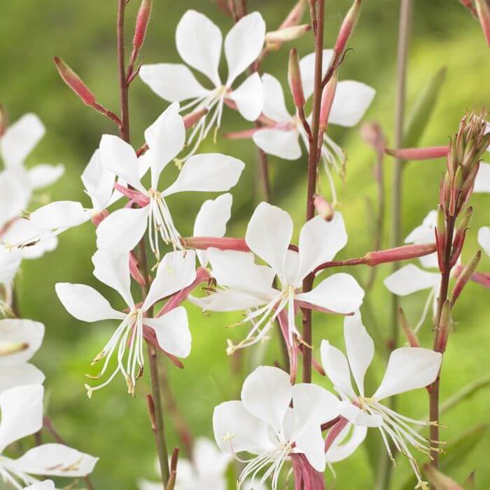 Gaura Seeds - Flower Plant for Home Gardens