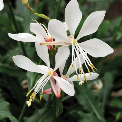 Gaura Seeds - All In One For Home Gardens
