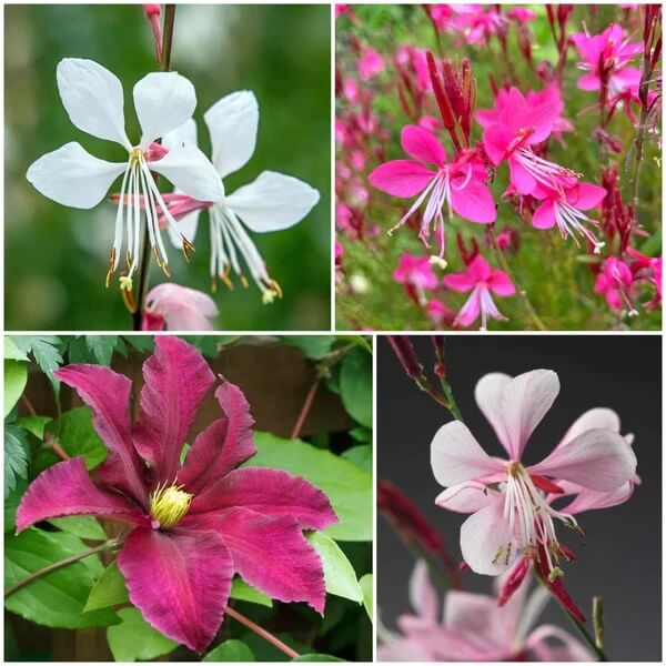 Gaura Seeds - All In One For Home Gardens