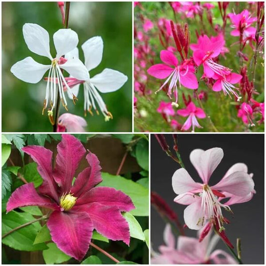 Gaura Seeds - All In One For Home Gardens