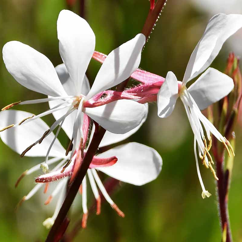 Gaura Seeds - All In One For Home Gardens