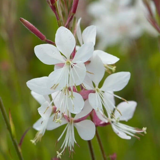 Gaura Seeds - Flower Plant for Home Gardens
