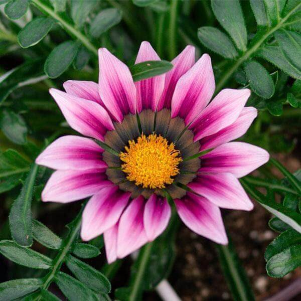 Gazania Pink Seeds