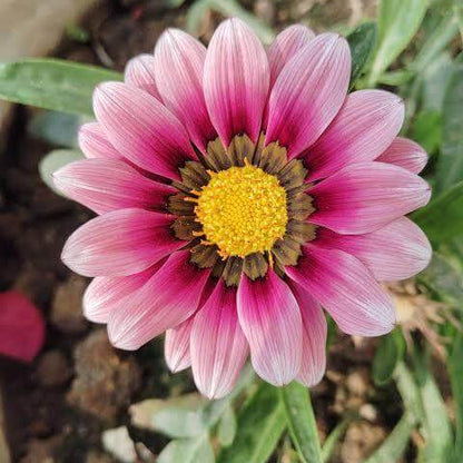 Gazania Pink Seeds