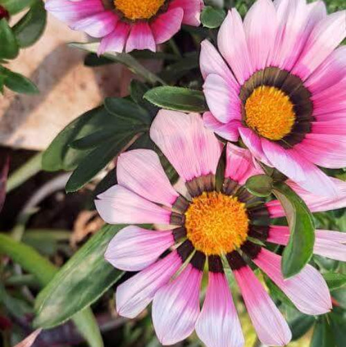 Gazania Pink Seeds