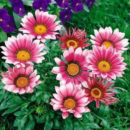 Gazania Pink Seeds