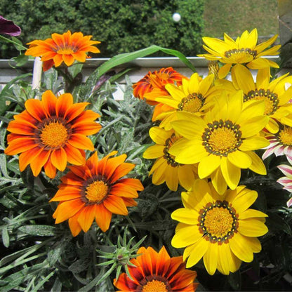 Gazania Seeds - Flower Plant for Home Gardens