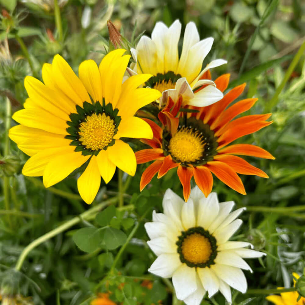 Gazania Seeds - Flower Plant for Home Gardens