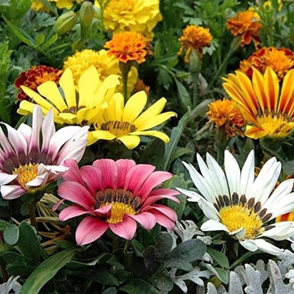 Gazania Seeds - Flower Plant for Home Gardens