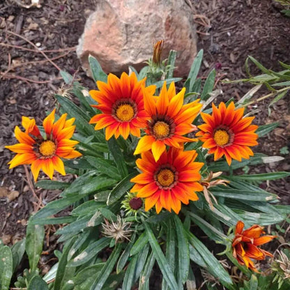 Gazania Seeds 