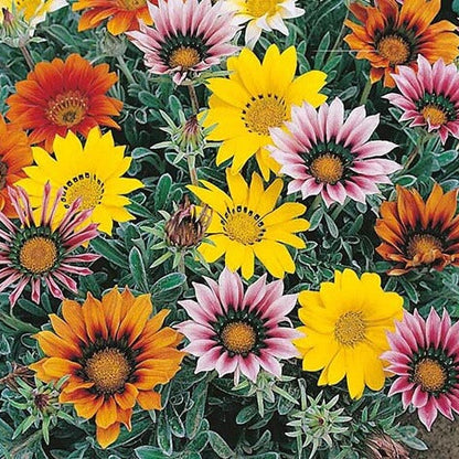 Gazania Seeds 
