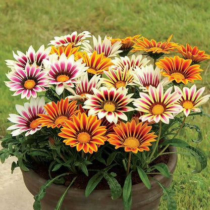 Gazania Seeds 