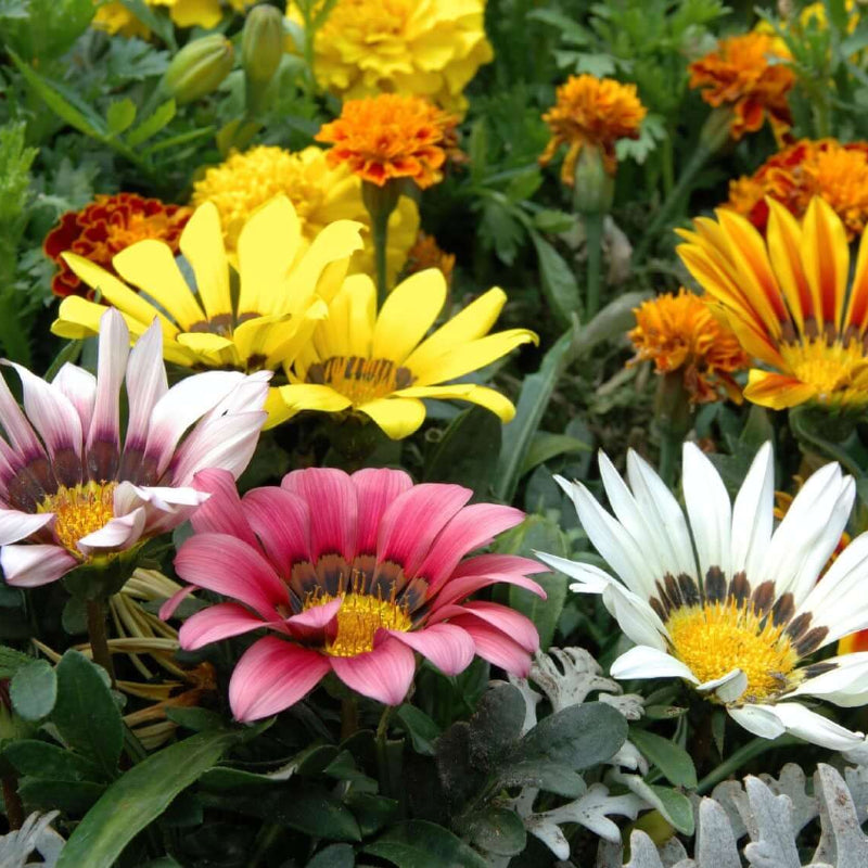 Gazania Seeds 