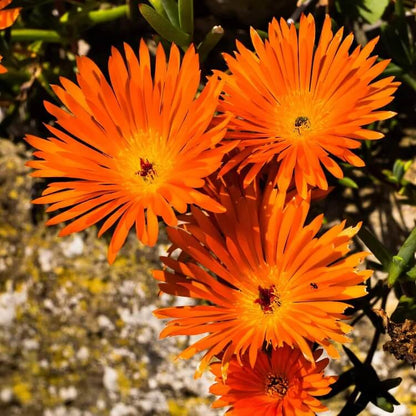 Gelato Orange Livingstone Daisy Seeds