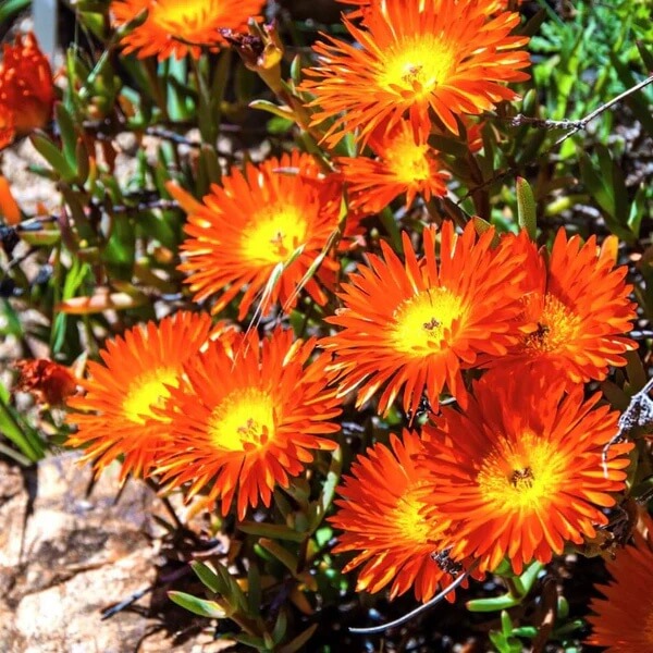 Gelato Orange Livingstone Daisy Seeds