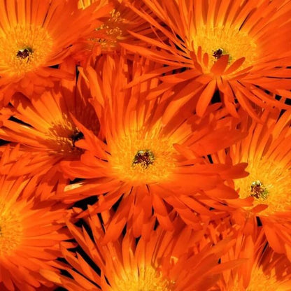 Gelato Orange Livingstone Daisy Seeds