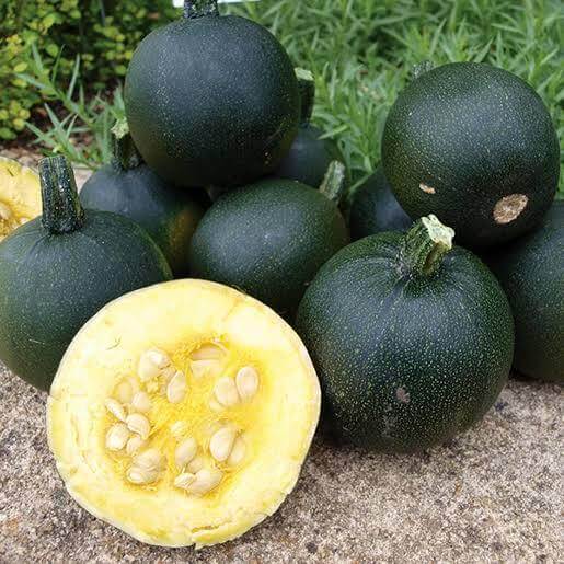 Gem Squash Seeds 