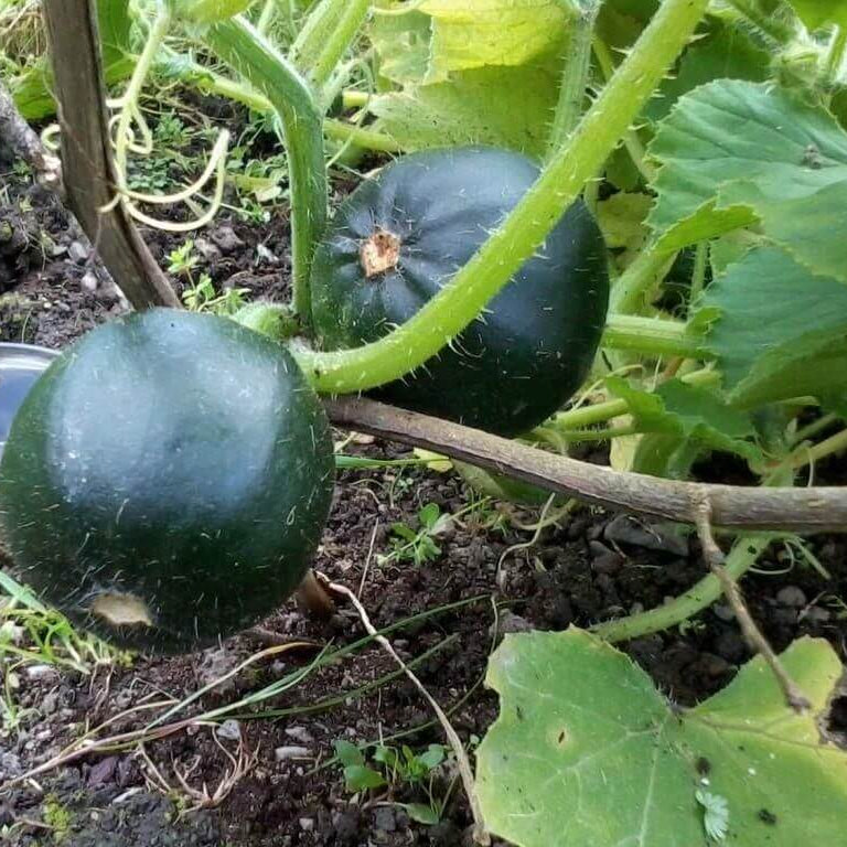 Gem Squash Seeds 