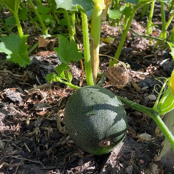 Gem Squash Seeds 