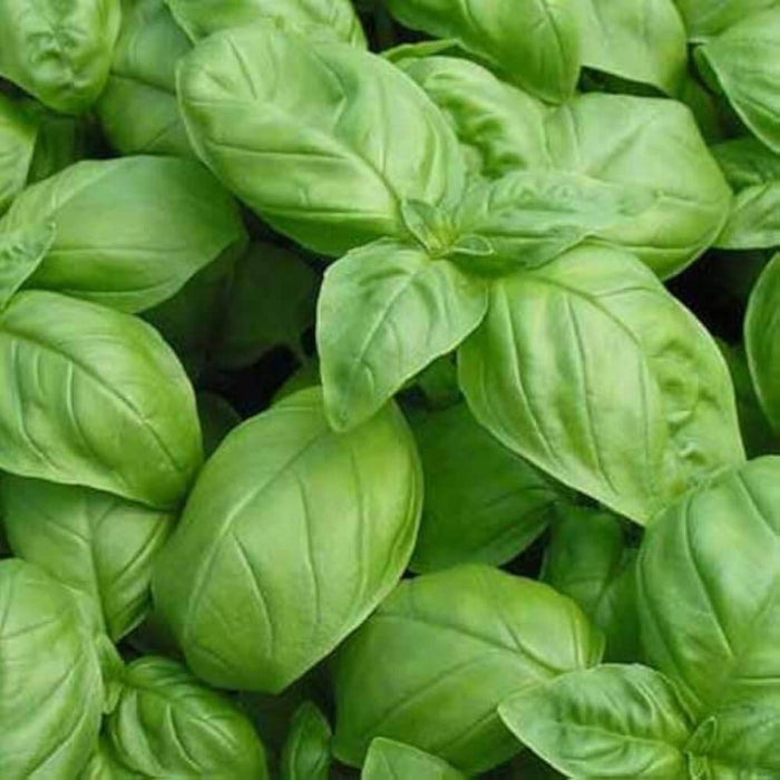Genovese Basil Seeds - Herbal Plant