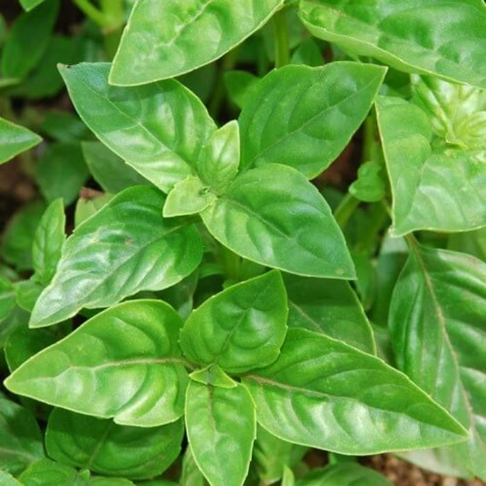 Genovese Basil Seeds - Herbal Plant