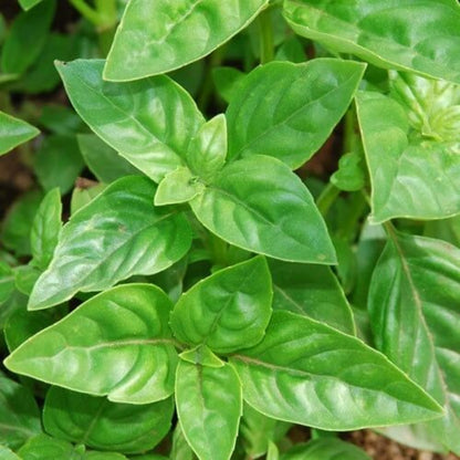 Genovese Basil Seeds - Herbal Plant
