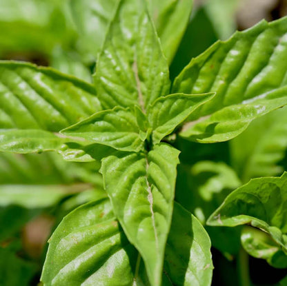 Genovese Ocimum Basilicum Basil Seeds